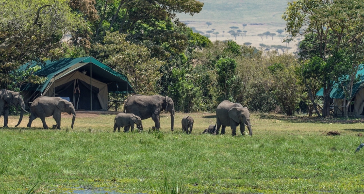 Eco-friendly wildlife safaris in Kenya’s Maasai Mara with elephants
