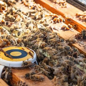 Urban Beekeeping: Saving Pollinators in 2025 Cities