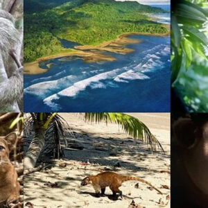 Eco-Friendly Wildlife Safaris: Sustainable Adventures in 2025