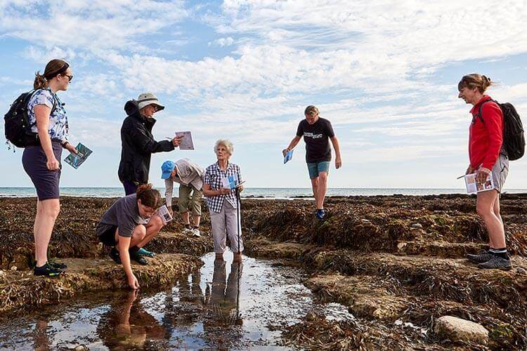 Marine conservation involving global volunteers for coral reefs