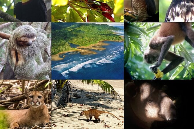 Eco-friendly wildlife safaris in Costa Rica’s Corcovado National Park