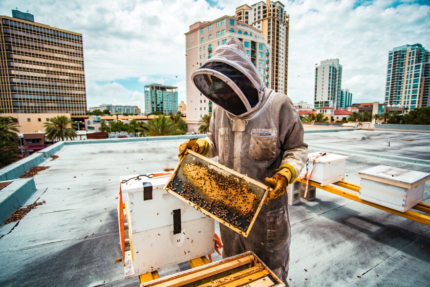 Urban beekeeping on Seattle rooftop with pollinator hive