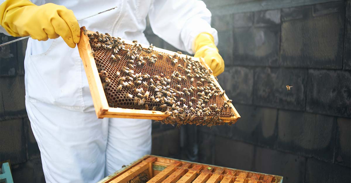 Urban beekeeping with balcony hive in Manchester cityscape